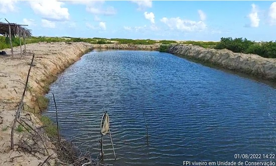 Imagem de Meus camarões estão morrendo muito