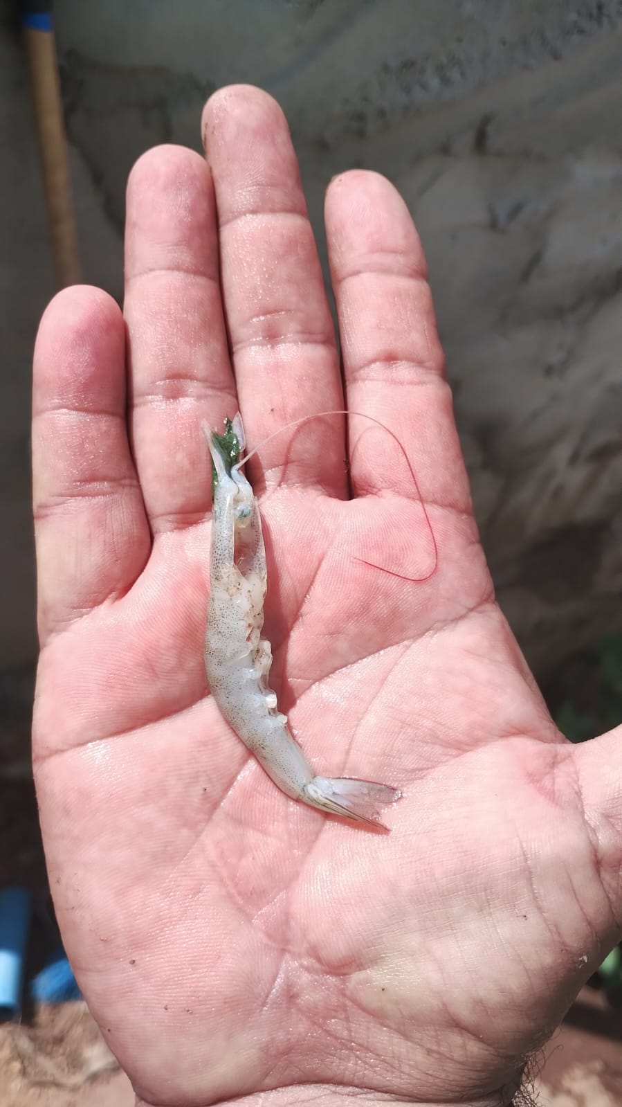 Imagem de Produção de camarão com dejeto de tilápia