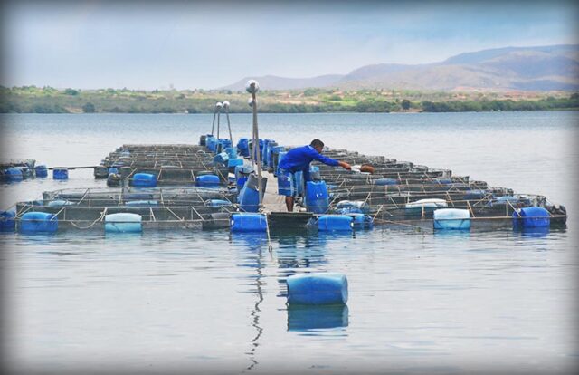 Imagem de Água muito clara e os peixes não estão comendo direito