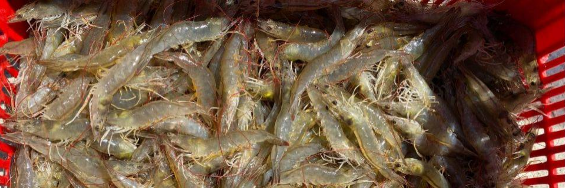RN retoma negociações para exportar camarão ao mercado chinês