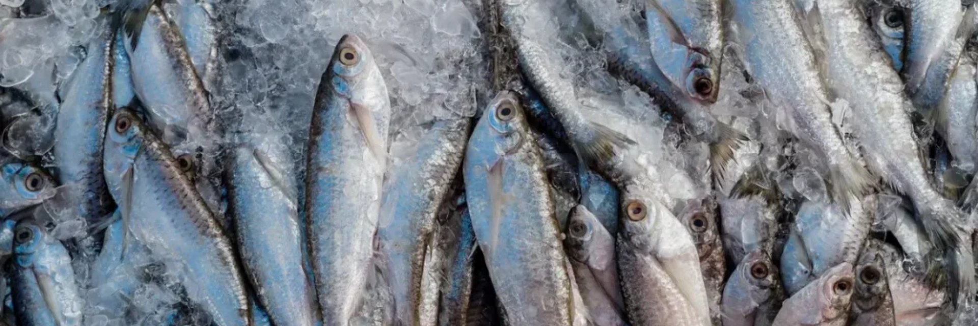Rússia iniciará inspeções em frigoríficos de pescado do Brasil
